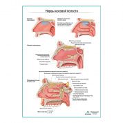 Нервы носовой полости плакат глянцевый А1+/А2+