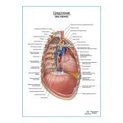 Средостение. Правый боковой вид плакат глянцевый А1+/А2+