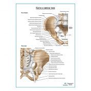 Кости и связки таза плакат глянцевый А1+/А2+