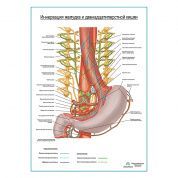 Автономная иннервация желудка и двенадцатиперстной кишки плакат глянцевый  А1+/А2+