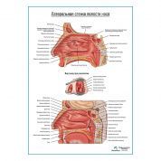 Носовая полость, боковая стенка, плакат глянцевый А1+/А2+