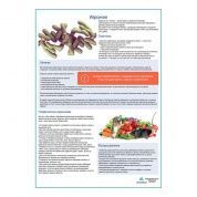 Иерсинии медицинский плакат А1/A2