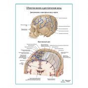 Оболочки мозга и диплоические вены плакат глянцевый А1+/А2+