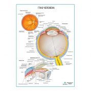 Глаз:строение, камеры,глазное дно, плакат глянцевый А1/А2