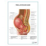 Расположение нервных путей участвующих в родах плакат глянцевый А1+/А2+
