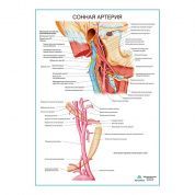 Сонная артерия плакат глянцевый А1+/А2+