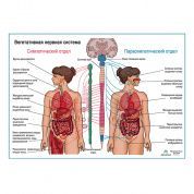 Вегетативная Нервная Система, плакат глянцевый А1+/А2+