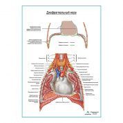 Диафрагмальный нерв плакат глянцевый А1+/А2+