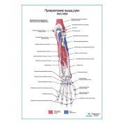 Прикрепление мышц руки. Вид сзади плакат глянцевый А1+/А2+