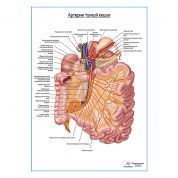Артерии тонкого кишечника плакат глянцевый  А1+/А2+