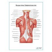 Мышцы спины, поверхностный слой плакат глянцевый А1+/А2+
