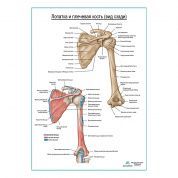 Плечевая кость и лопатка вид сзади плакат глянцевый А1+/А2+