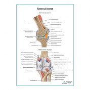 Коленный сустав и его связки плакат глянцевый А1+/А2+
