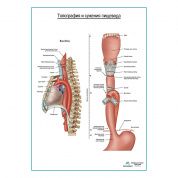 Топография и сужения пищевода плакат глянцевый  А1+/А2+