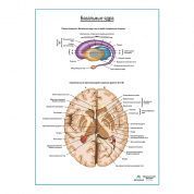Базальные ядра плакат глянцевый А1+/А2+