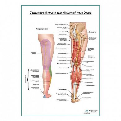 Седалищный нерв и задний кожный нерв бедра плакат глянцевый А1+/А2+