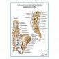 Связки пояснично-крестцового отдела плакат глянцевый А1+/А2+