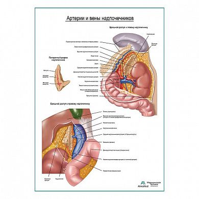 Артерии и вены надпочечников плакат глянцевый А1+/А2+