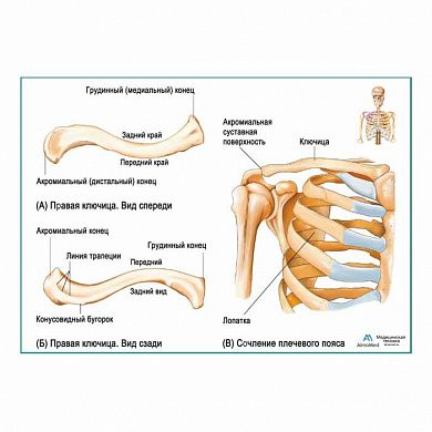 Ключица, плакат глянцевый А1/А2