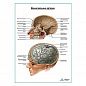 Артерии оболочек мозга плакат глянцевый А1+/А2+