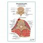 Спинномозговые нервы поперечное сечение плакат глянцевый А1+/А2+