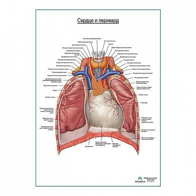 Сердце и перикард плакат глянцевый А1+/А2+