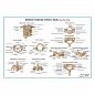 Шейные позвонки и их соединения плакат глянцевый А1+/А2+