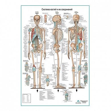 Система костей и их соединений (скелет человека), плакат глянцевый А1/А2