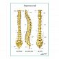 Позвоночный столб плакат глянцевый А1/А2