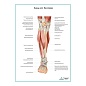 Мышцы ноги. Вид спереди плакат глянцевый А1/А2
