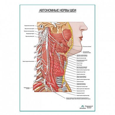 Автономные нервы шеи плакат глянцевый А1+/А2+