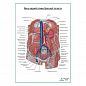 Вены задней стенки брюшной полости плакат глянцевый А1+/А2+