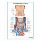 Щитовидная железа и глотка плакат глянцевый А1/А2