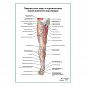 Поверхностные нервы и подкожные вены ноги: вид спереди плакат А1+/А2+