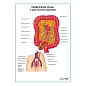 Лимфатические сосуды и узлы толстого кишечника плакат глянцевый А1/А2