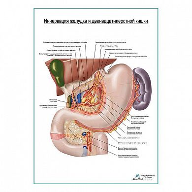 Автономная иннервация желудка плакат глянцевый  А1+/А2+