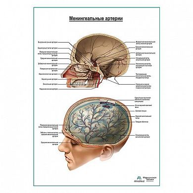 Артерии оболочек мозга плакат глянцевый А1+/А2+
