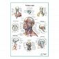 Голова и шея, плакат глянцевый А1+/А2+