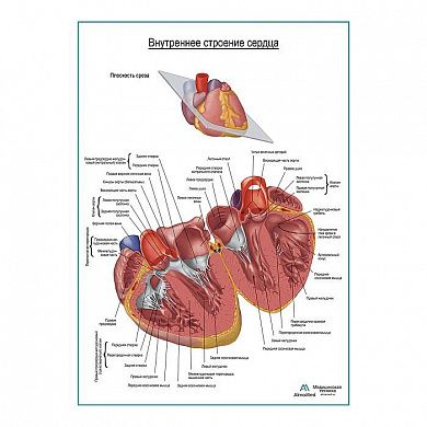 Внутреннее строение сердца плакат глянцевый А1+/А2+