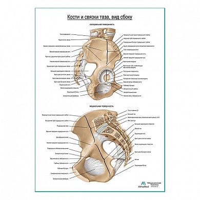 Кости и связки таза продолжение плакат глянцевый А1+/А2+