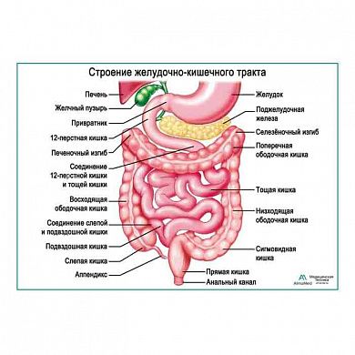 Строение желудочно-кишечного тракта, плакат глянцевый  А1/А2