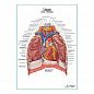 Сердце. Внешнее строение и расположение плакат глянцевый А1+/А2+