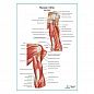 Мышцы плеча вид сзади плакат глянцевый А1+/А2+