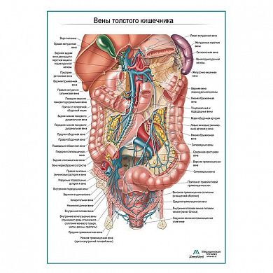Вены толстого кишечника плакат глянцевый А1+/А2+