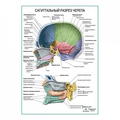 Сагиттальный разрез черепа плакат глянцевый А1/А2
