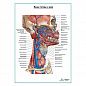 Вены головы и шеи плакат глянцевый А1+/А2+