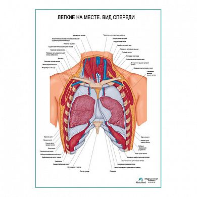 Легкие на месте. Вид спереди плакат глянцевый А1/А2