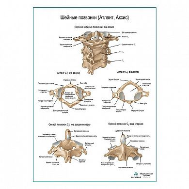 Шейные позвонки плакат глянцевый А1+/А2+