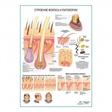 Строение волоса и патологии, плакат глянцевый  А1/А2