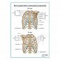 Кости грудной клетки плакат глянцевый А1+/А2+